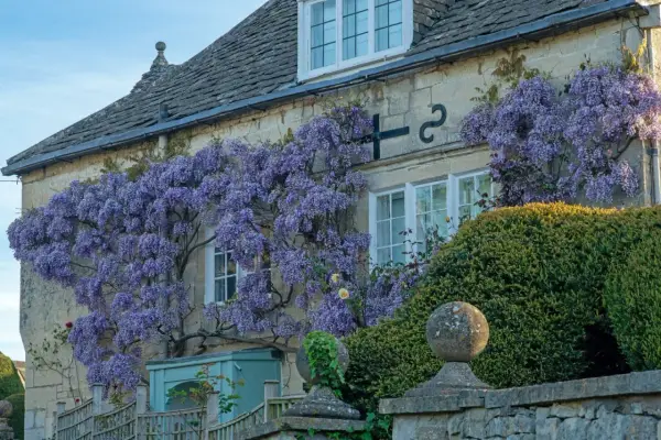Une glycine spectaculaire s'épanouit contre une maison en pierre, ses grappes violettes tombant en cascade.